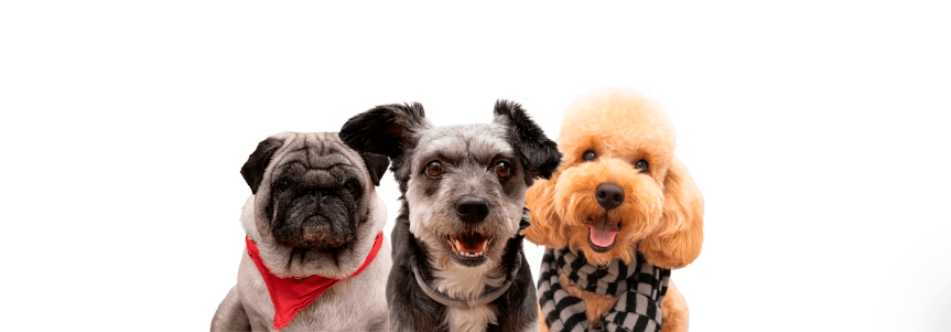 ¡Añade años de vida a tu perro! Descubre la magia del alimento crudo - Instinct México