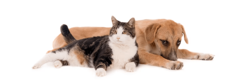 ¿Cómo calcular la ración de comida de mi mascota? - Instinct México