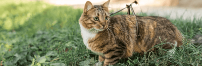 ¿Cómo sacar a mi gato de paseo? - Instinct México