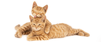 ¡Los gatos también se pasean! Te contamos sus beneficios - Instinct México