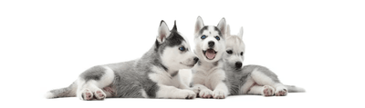 ¡Primer cachorro en casa! ¿Qué debo hacer ahora? - Instinct México