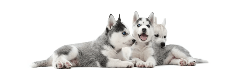 ¡Primer cachorro en casa! ¿Qué debo hacer ahora? - Instinct México