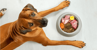 ¿Sabes qué ingredientes contienen las croquetas que consume tu mascota? - Instinct México