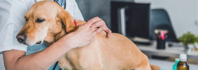 Alergias en Mascotas: Cómo Prevenir y Proteger a tu Mascota durante los Cambios de Clima