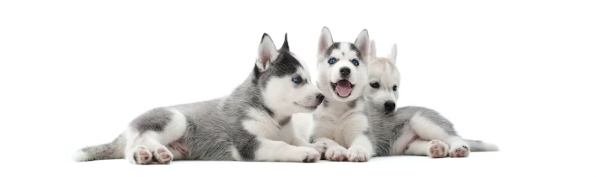 ¡Primer cachorro en casa! ¿Qué debo hacer ahora?
