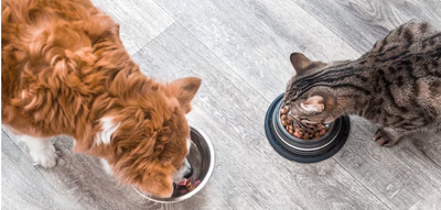¿Sabes que es el semáforo de croquetas y cómo elegir el alimento ideal para tu mascota?