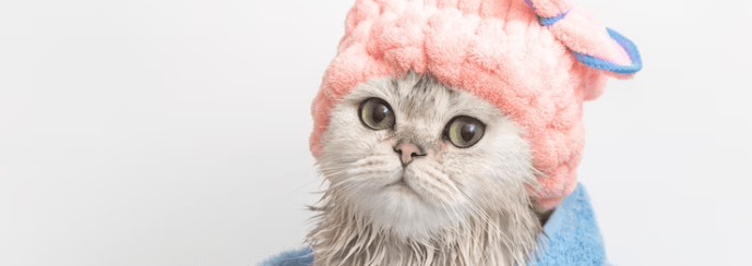 ¿Cómo bañar a mi gato? ¡Sabios consejos! - Instinct México