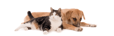 ¿Cómo calcular la ración de comida de mi mascota? - Instinct México