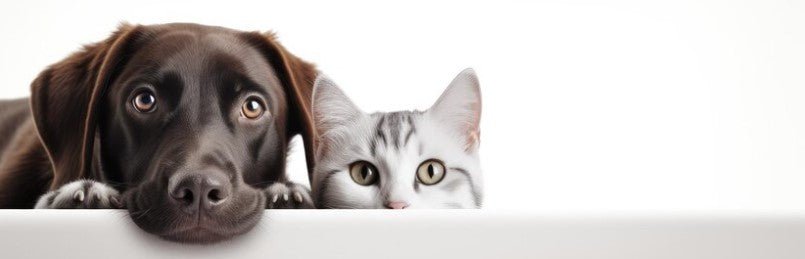 ¿Cómo mantener segura a tu mascota en Halloween? ¡Consejos para una noche sin sustos! - Instinct México