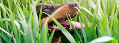 ¿Es normal que mi perro coma pasto? - Instinct México