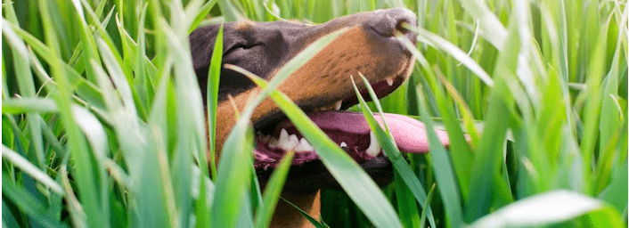 ¿Es normal que mi perro coma pasto? - Instinct México