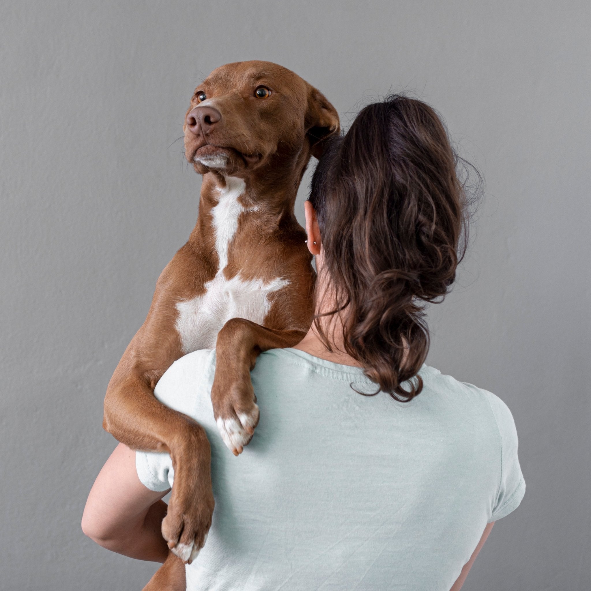 ¿Estoy eligiendo el mejor alimento para mi mascota? Guía para nutrir de verdad a tu mejor amigo. - Instinct México