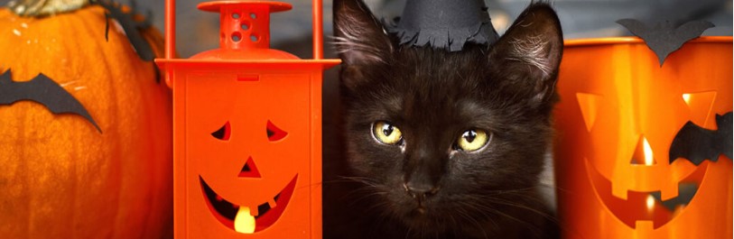 Historias de terror felinas: Misteriosos mitos sobre los gatos
