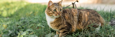¿Cómo sacar a mi gato de paseo?