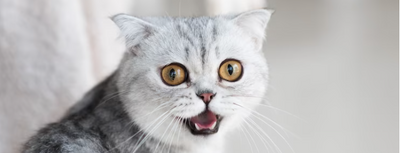 ¿Por qué los gatos no detectan los sabores dulces?