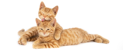 ¡Los gatos también se pasean! Te contamos sus beneficios