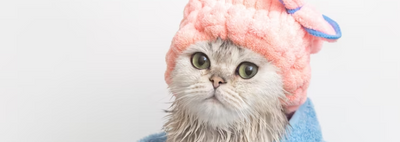 ¿Cuándo bañar a mi gato?