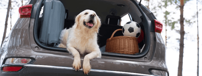 Guía de viaje con mascotas: consejos para viajar sin estrés - Instinct México