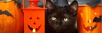 Historias de terror felinas: Misteriosos mitos sobre los gatos - Instinct México