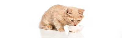 ¡Descubre los beneficios del ronroneo de tu gato!