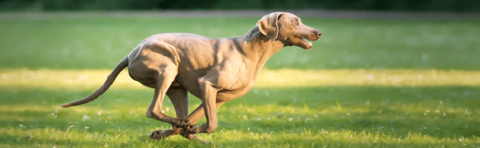 Los competidores de cuatro patas en la F1 - Instinct México