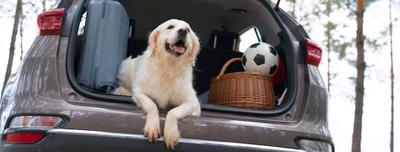 Guía de viaje con mascotas: consejos para viajar sin estrés