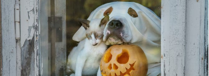Disfraces aterradores para mascotas: Ideas para un Halloween espeluznante
