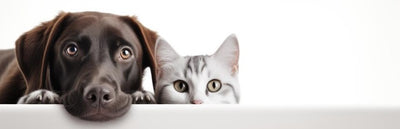 ¿Cómo mantener segura a tu mascota en Halloween? ¡Consejos para una noche sin sustos!