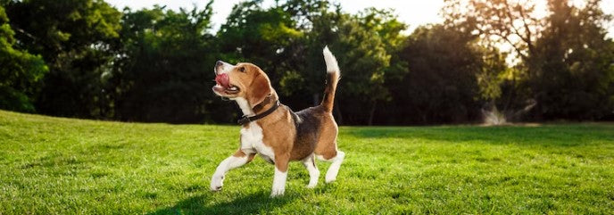 Consejos para disfrutar con tu mascota al aire libre