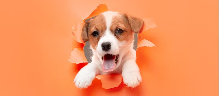 ¡Si estás pensando en adoptar un perro esto te interesa!