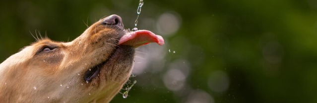 ¿Qué tanta agua necesita consumir tu perro?