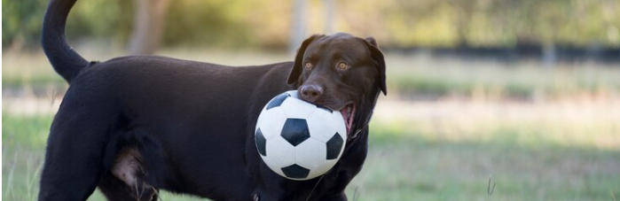 ¿Conoces a las mascotas más famosas del Fútbol?