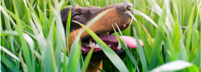 ¿Es normal que mi perro coma pasto?