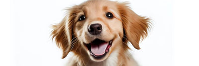 ¿Cómo cuidar la salud dental de mi mascota?