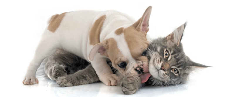 ¿Por qué las harinas de subproductos son dañinas para mi mascota? - Instinct México