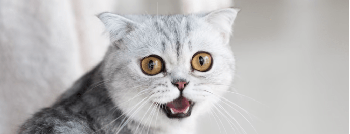 ¿Por qué los gatos no detectan los sabores dulces? - Instinct México