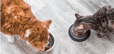 ¿Sabes que es el semáforo de croquetas y cómo elegir el alimento ideal para tu mascota? - Instinct México