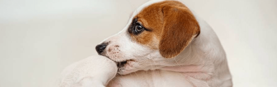 ¿Tu perro se rasca y se lame las patas? ¡Aquí te decimos por qué! - Instinct México