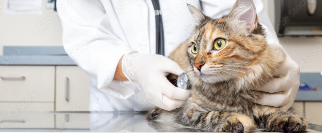 La importancia de los chequeos y vacunas para tu mascota