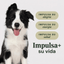 Instinct Raw Boost Croquetas para Cachorro, Receta de Pollo - Instinct México