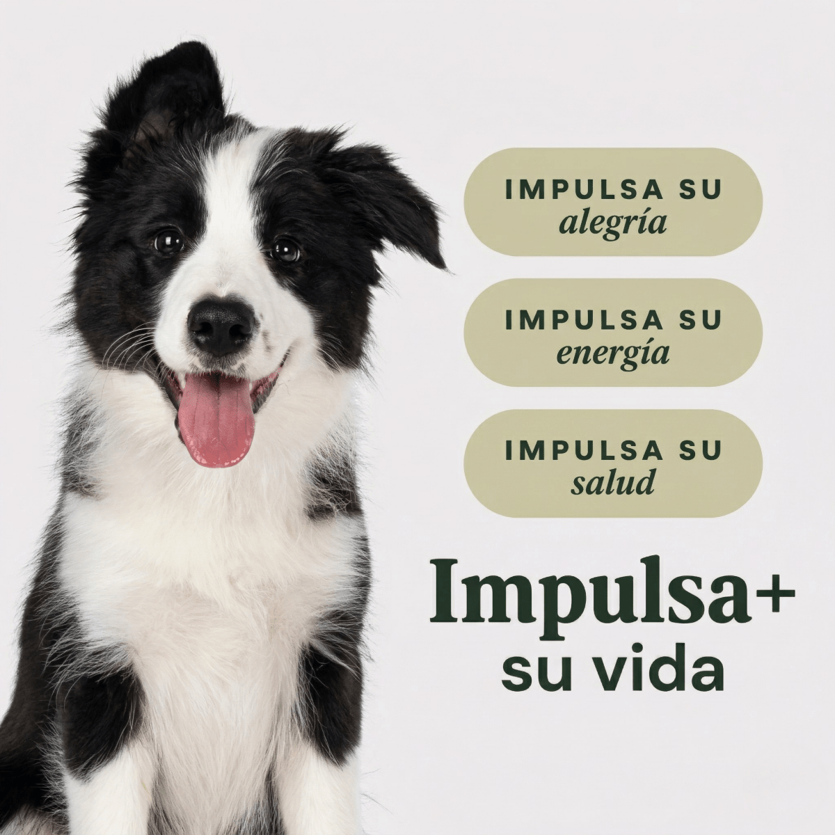 Instinct Raw Boost Croquetas para Cachorro, Receta de Pollo - Instinct México
