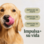 Instinct Raw Boost Gut Health Alimento Seco para Perro Salud Digestiva - Pollo con Probióticos y Granos - 18lb - Instinct México