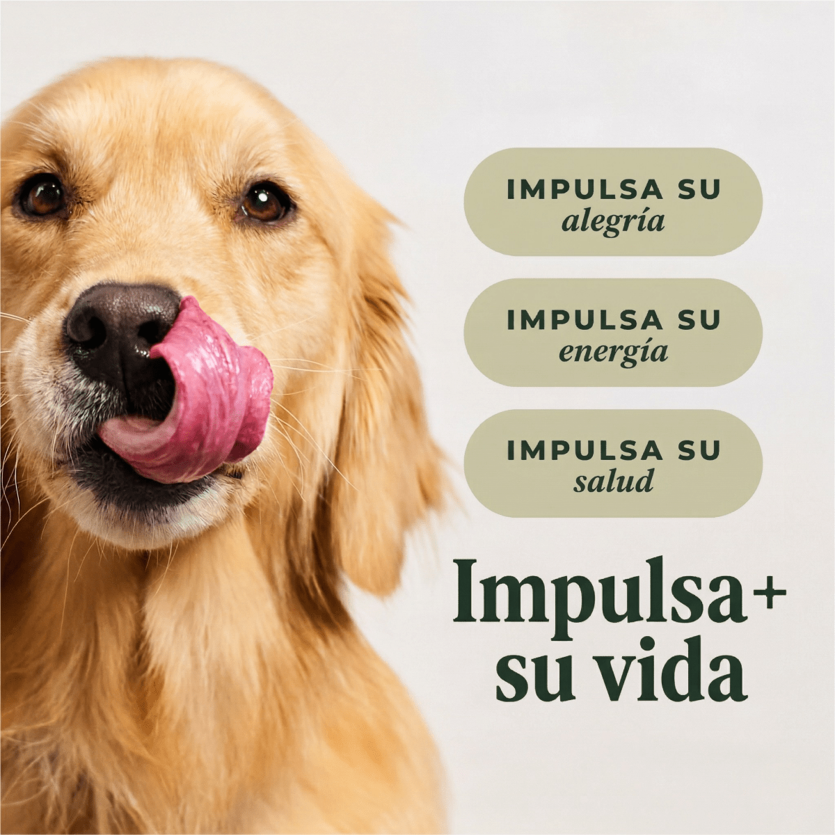 Instinct Raw Boost Gut Health Alimento Seco para Perro Salud Digestiva - Pollo con Probióticos y Granos - 18lb - Instinct México