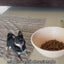 Instinct Original Alimento para Perros, Receta de Salmón
