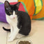 Instinct Original Healthy Cravings Alimento Húmedo para Gato, Receta de Atún 85g