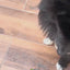 Instinct Be Natural Alimento para perro con Carne de Cordero