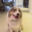 Instinct Raw Boost Croquetas para Cachorro de Razas Grandes
